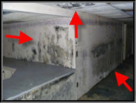 Mildew Growth